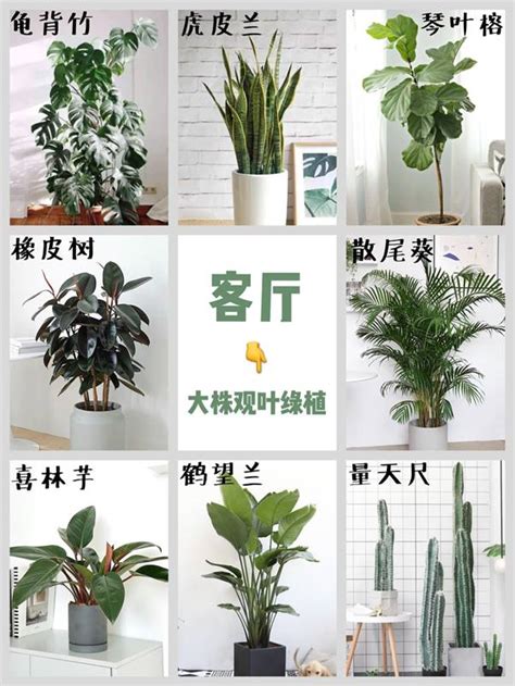 盆栽擺設|室內植物佈置指南！設計師愛用的4種綠空間「植栽」提案